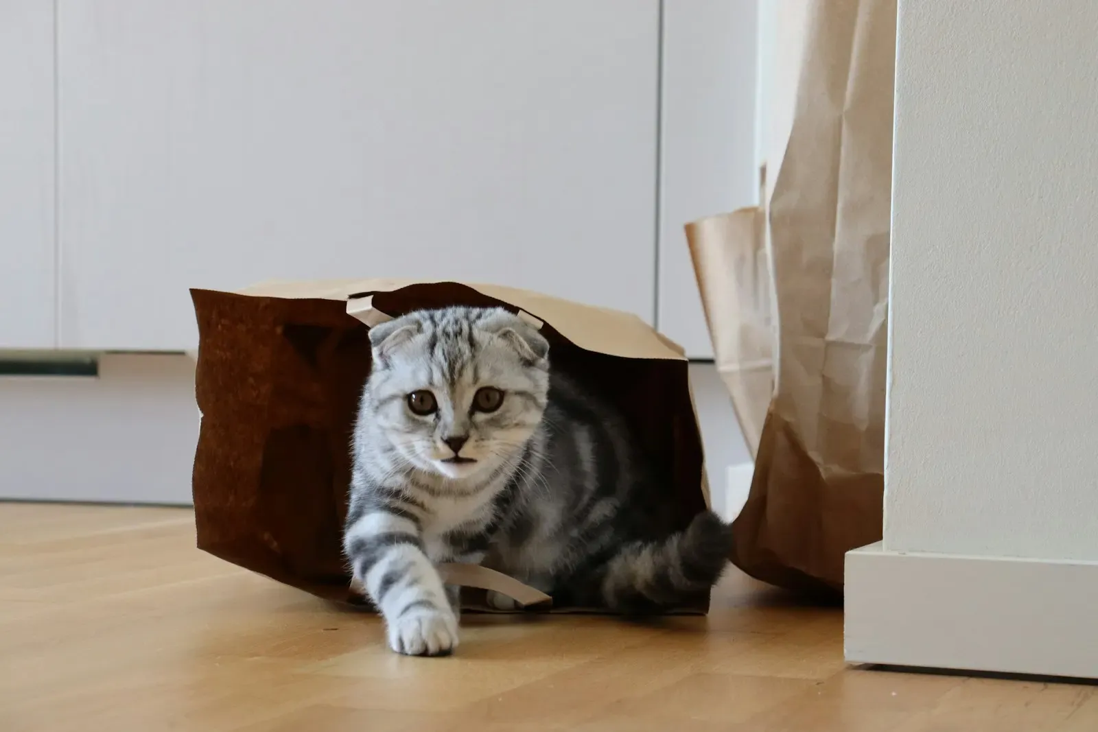 A silver tabby Scottish Fold cat stepping out of a brown paper shopping bag on a wooden floor in a bright white room