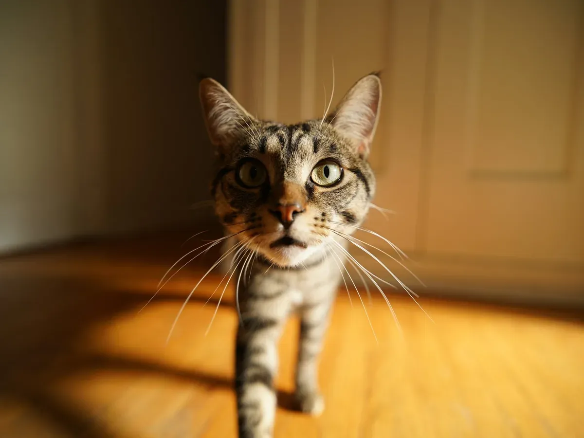 A tabby cat standing on a wooden floor in warm afternoon light, looking up toward the camera