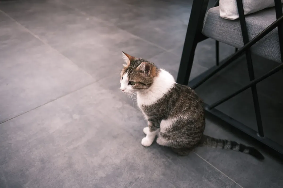 A tabby cat sitting on a tiled floor in a bright, modern home