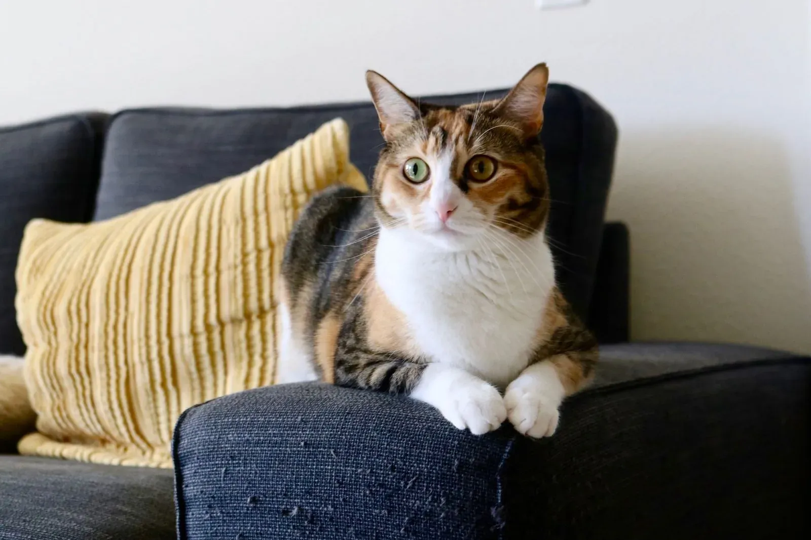 The Litter-Robot 4 automatic self-cleaning litter box