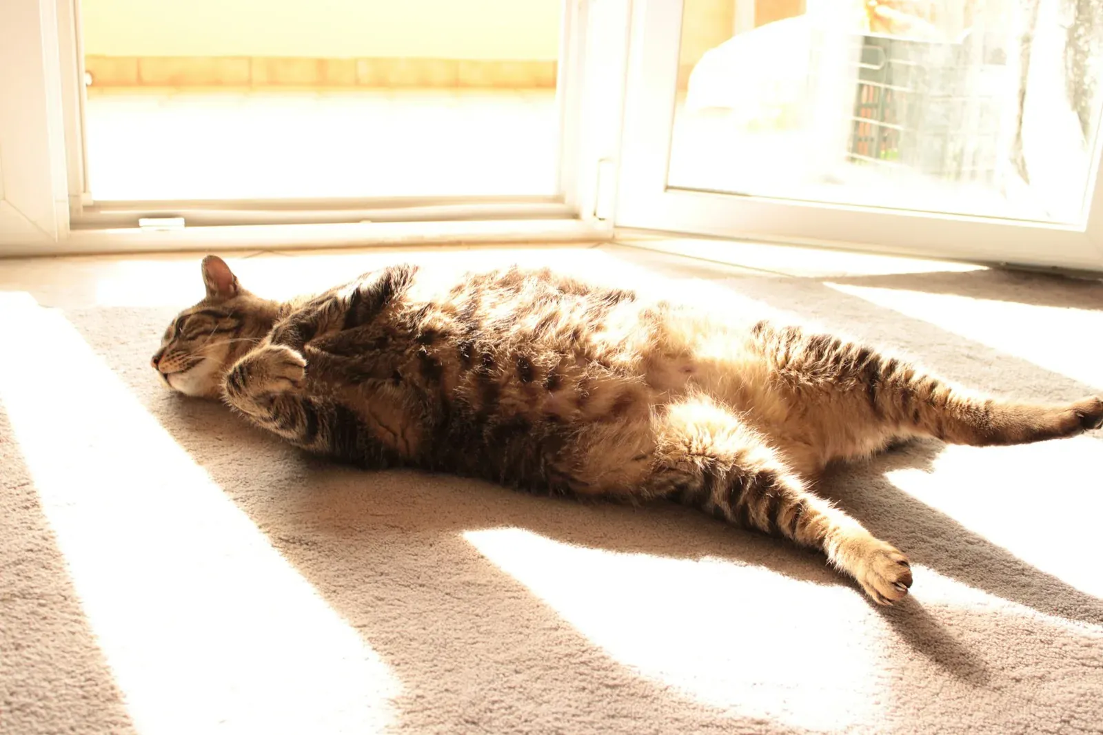 A brown tabby cat stretched out on its back in a patch of sunlight on beige carpet beside a glass patio door